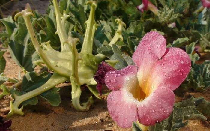 Αρπαγόφυτο ή Devil's Claw ή Harpagophytum procumbens και Ιδιότητες -  Προϊόντα της Φύσης βότανα