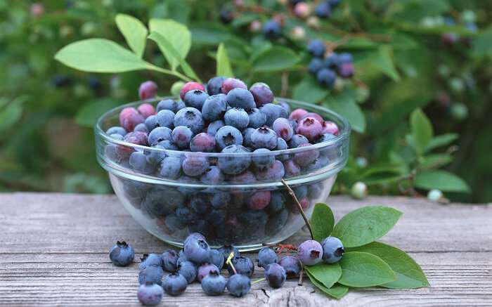 Μύρτιλλα ή blueberries - Θεραπευτικές ιδιότητες