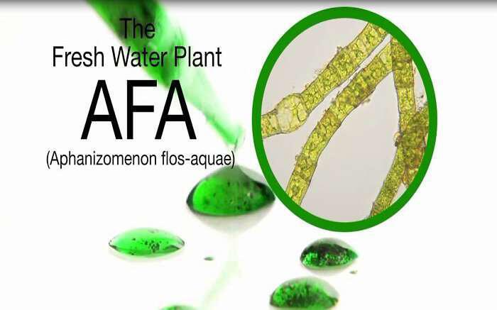 Γαλαζοπράσινα φύκια A.F.A.: Η πρώτη μορφή ζωής και αυτοίασης