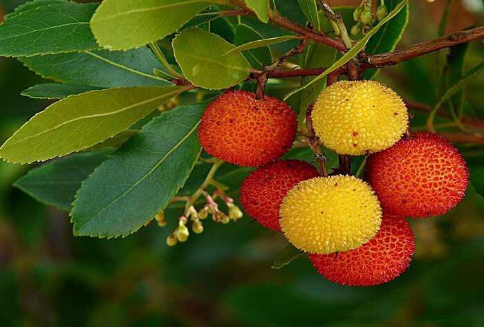 Κούμαρο ένα άγριο φρούτο της Ελληνικής χλωρίδας με ιαματικές ιδιότητες