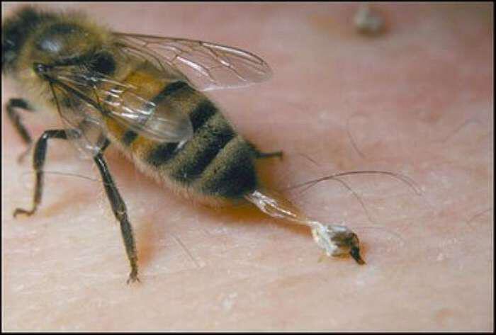 Όπλο ενάντια στο AIDS και τον καρκίνο το κεντρί της μέλισσας