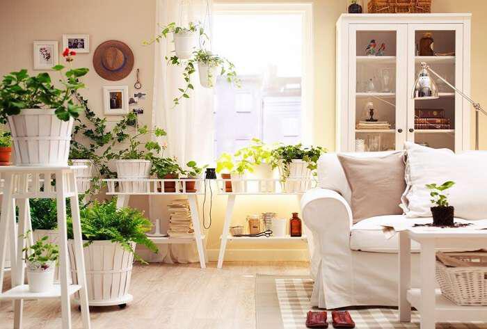 Φυτά εσωτερικού χώρου: «Φίλτρα» για τον αέρα του σπιτιού
