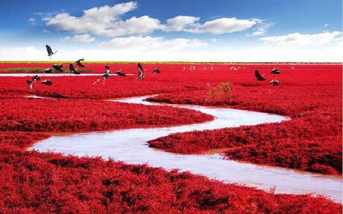 Κόκκινη παραλία, Κίνα