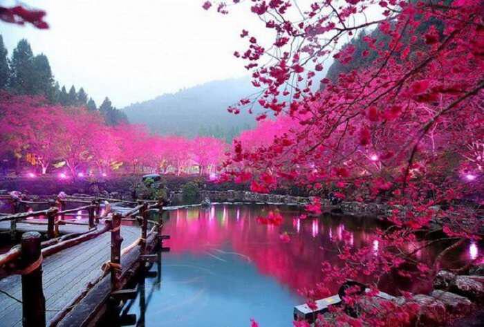 Λίμνη με κερασιές Σακούρα, Ιαπωνία