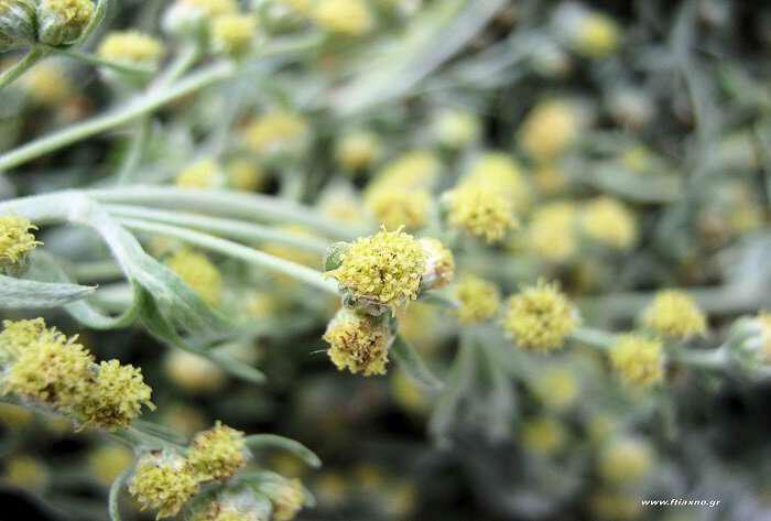 artemisia-ena-votano-pou-exafanizi-to-karkino-tou-mastou-se-16-ores-Artemisia absinthium