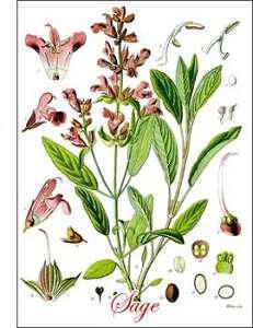 spora-aromatikon-fiton-ke-votanon-Salvia-officinalis