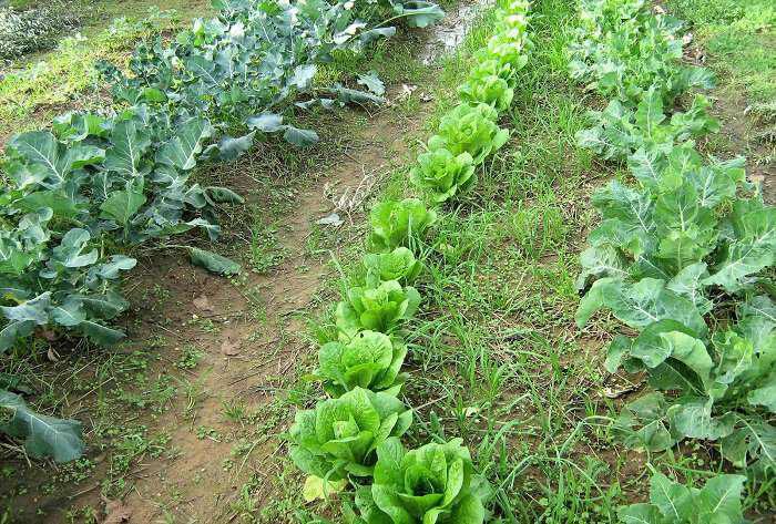 Σπορά, φύτεμα και καλλιέργεια λαχανικών