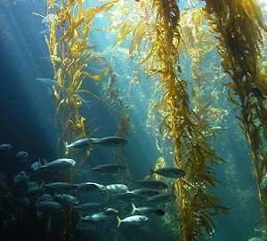 votana-tonosis-tou-organismou-Kelp