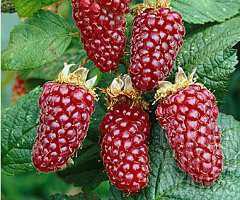 kalliergiste-frouta-tou-dasous-ston-kipo-i-to-balkoni-sas-Tayberry-Rubus-taiwanicola