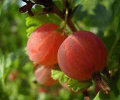 kalliergiste-frouta-tou-dasous-ston-kipo-i-to-balkoni-sas-lagokeraso-Ribes uva-crispa