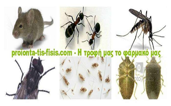 Φυσική προστασία από ποντίκια, μυρμήγκια, κουνούπια, μύγες, ψείρες και κοριούς