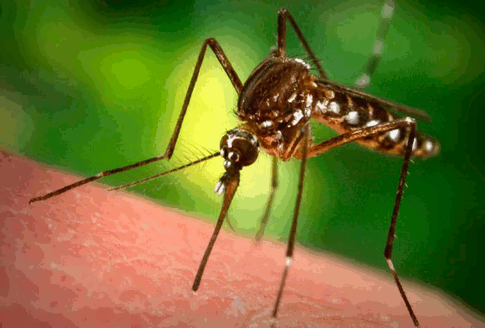 Φυσική προστασία από τσιμπήματα κουνουπιών