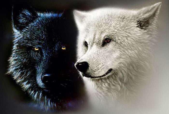 Η μάχη στην ψυχή του ανθρώπου-Οι δυό λύκοι