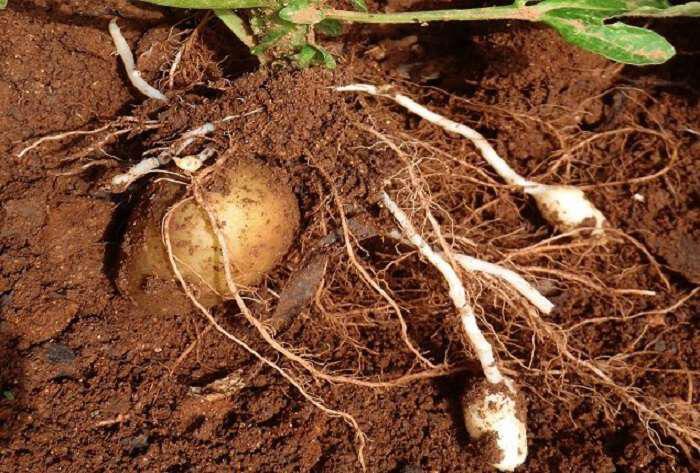 Ξεχάστε το σκάψιμο: Εύκολη καλλιέργεια πατάτας σε παλέτα