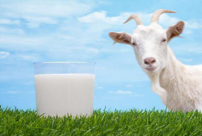 Γιατί να προτιμήσεις το Κατσικίσιο Γάλα