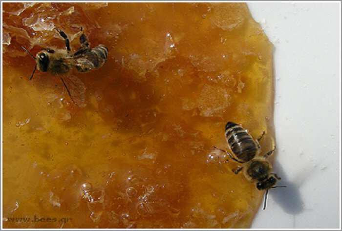 Το μέλι στην Αρχαία Ελλάδα και οι άγνωστες ιδιότητές του