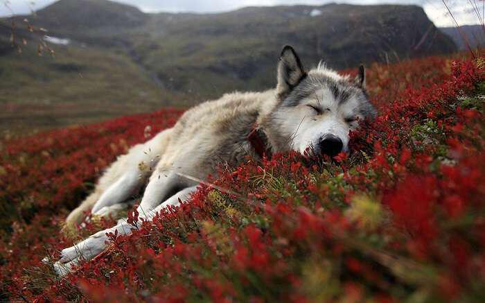 Το θαύμα της Φύσης: Πως οι λύκοι μεταμορφώνουν το περιβάλλον