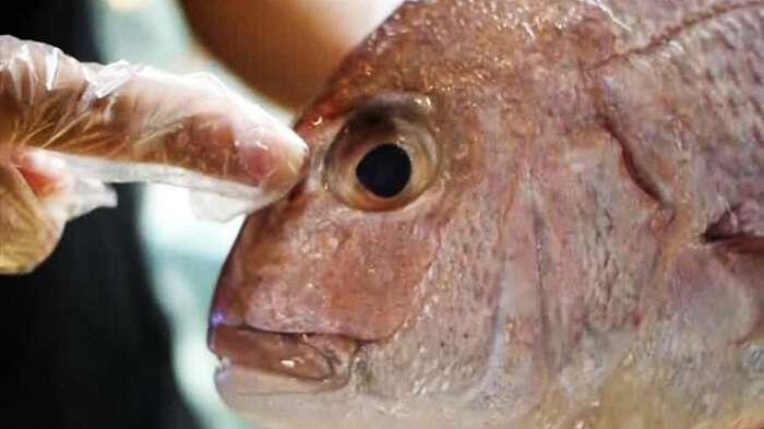 μάτι ψαριού δείχνει εάν είναι φρέσκα ή μπαγιάτικα