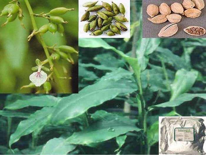 Καρδάμωμο ή κάρδαμο-Elettaria cardamomum: Ιδιότητες-οφέλη-χρήσεις