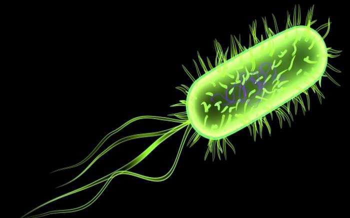 Όλη η αλήθεια για το βακτήριο E. coli