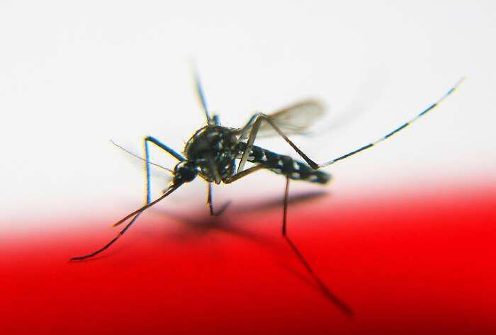 Κρατήστε μακριά τα κουνούπια με φυσικούς τρόπους