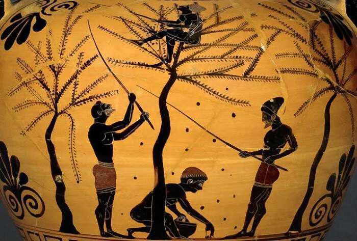Πώς έφτιαχναν οι αρχαίοι Έλληνες τις φαγώσιμες ελιές