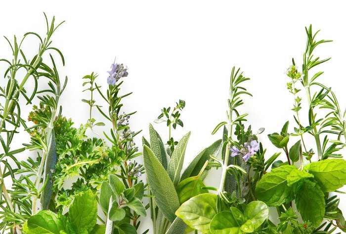 Βοτανο... θεραπείες: Ποιο βότανο να χρησιμοποιήσετε για κάθε ασθένεια