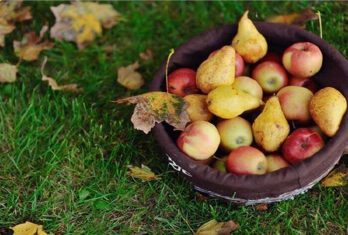Μήλα & αχλάδια περιορίζουν τον κίνδυνο καρδιακού-εγκεφαλικού κατά 50%
