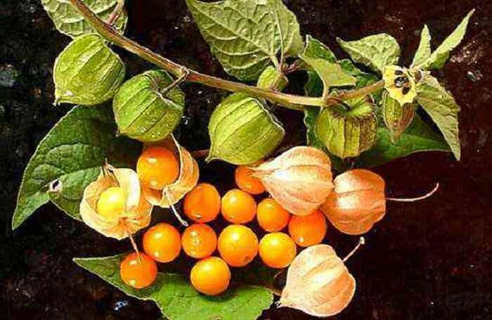 Golden Berries: Τα Χρυσά Μούρα, ο χαμένος θησαυρός των Ίνκας