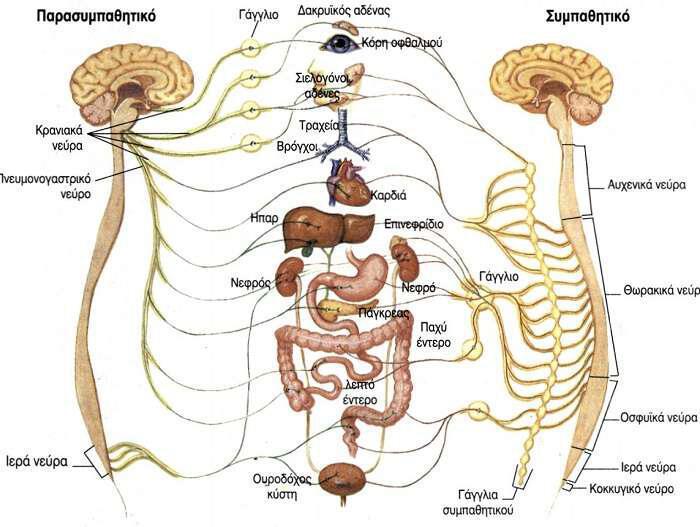 Νευρικό σύστημα: Ελέγχει τη λειτουργία και το συντονισμό του οργανισμού
