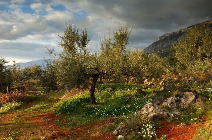 Εικόνες της Ελληνικής Φύσης Ελαιώνας Μεσσηνία 