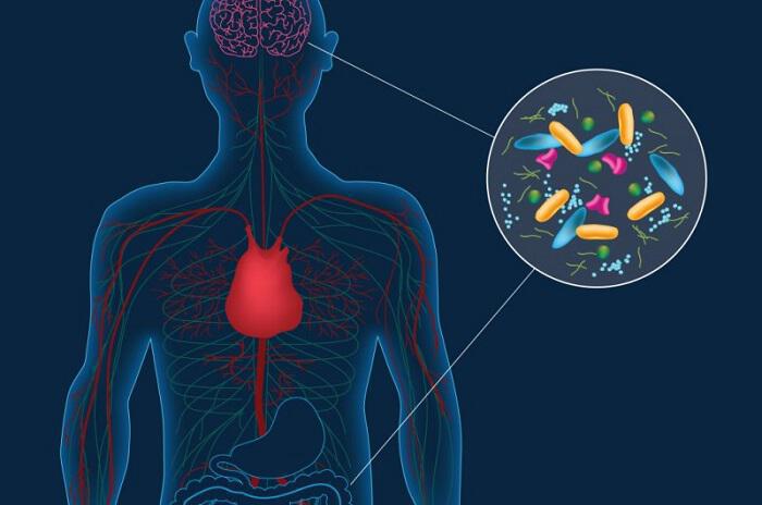 Μικροβίωμα: Τα μικρόβια είναι ο ρυθμιστής της υγείας μας