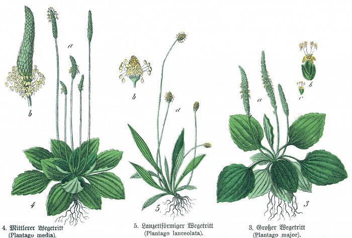 plantago-pentanevro-dra-os-epoulotiko-apohremptiko-antidiavitiko-diouritiko-kai-kallyntiko