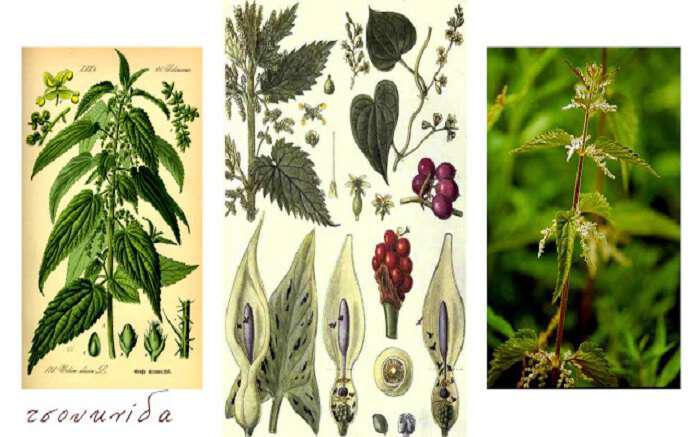 Τσουκνίδα-urtica dioica, το βότανο πανάκεια
