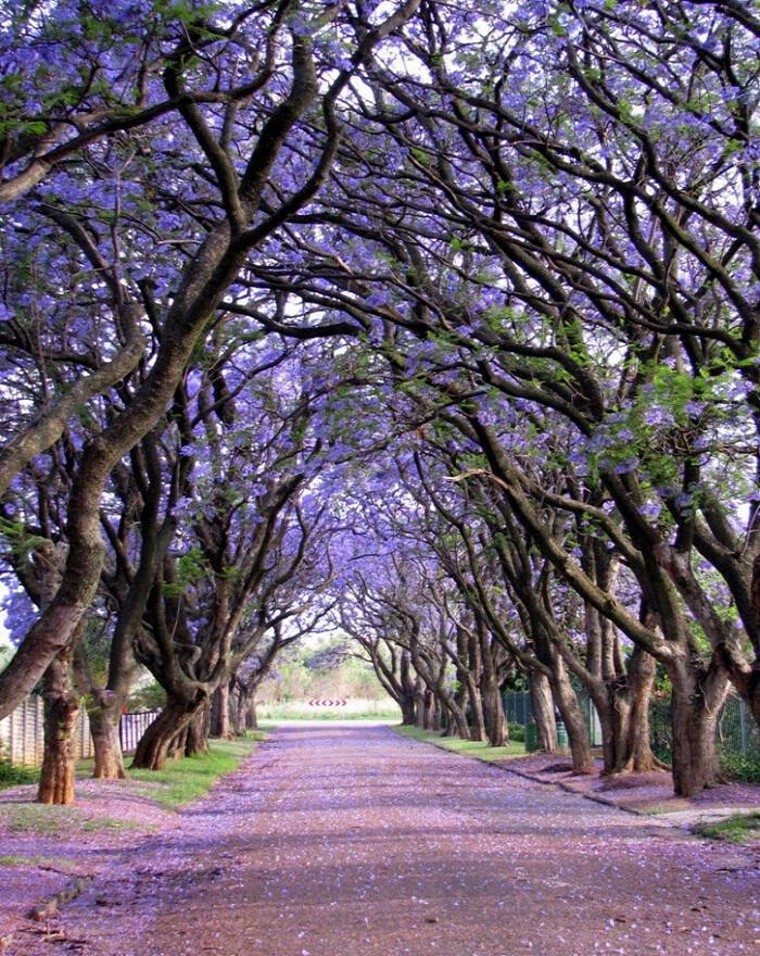 Ας κάνουμε βόλτα στους πιο ανθισμένους Cullinan, Νότια Αφρική