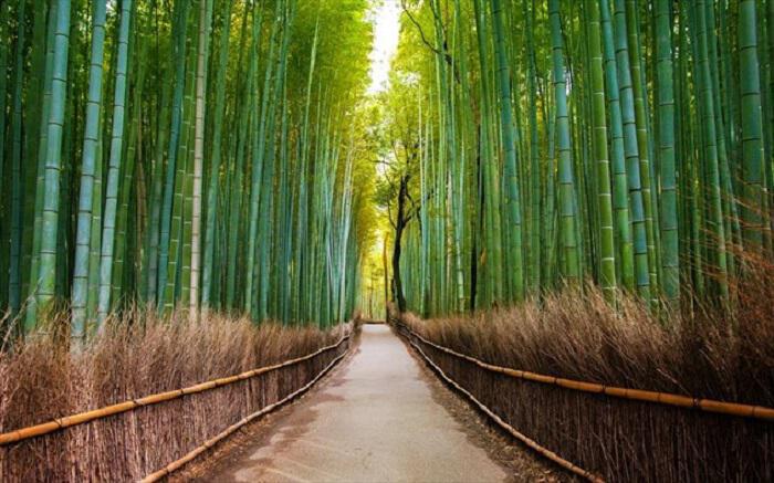 Ας κάνουμε βόλτα στους πιο ανθισμένους δάσος μπαμπού Sagano, στο Κιότο της Ιαπωνίας