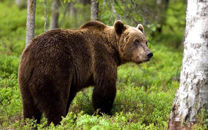 Τα κυριότερα ζώα της Ελλάδας αρκούδα