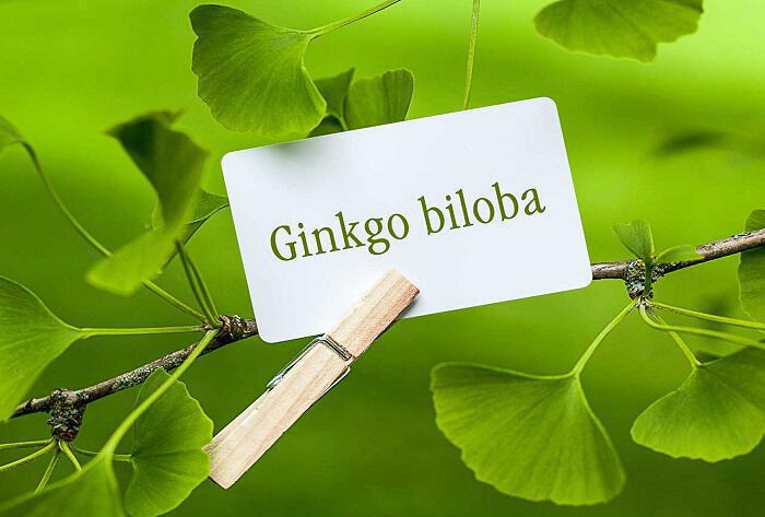 Ginkgo Biloba: Προστατεύει εγκέφαλο και όρχεις από τα βαρέα μέταλλα