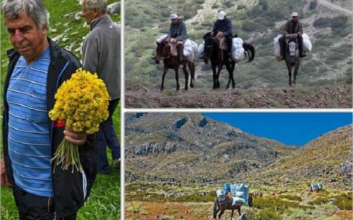 Απειλή όσοι Αφανίζουν τα Ωφέλιμα Φυτά από τα Ελληνικά Βουνά