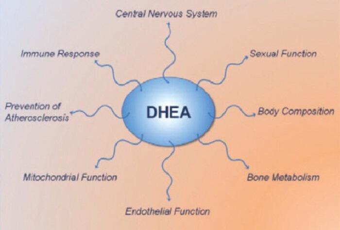 DHEA: Η μητέρα ορμόνη-Επιδράσεις σε υγεία και γήρανση
