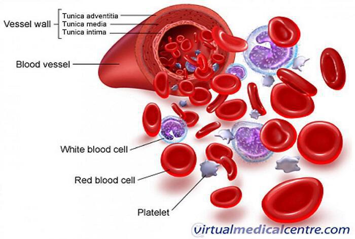 Πεσμένα ερυθρά αιμοσφαίρια; Τι να φάτε για να τα αυξήσετε