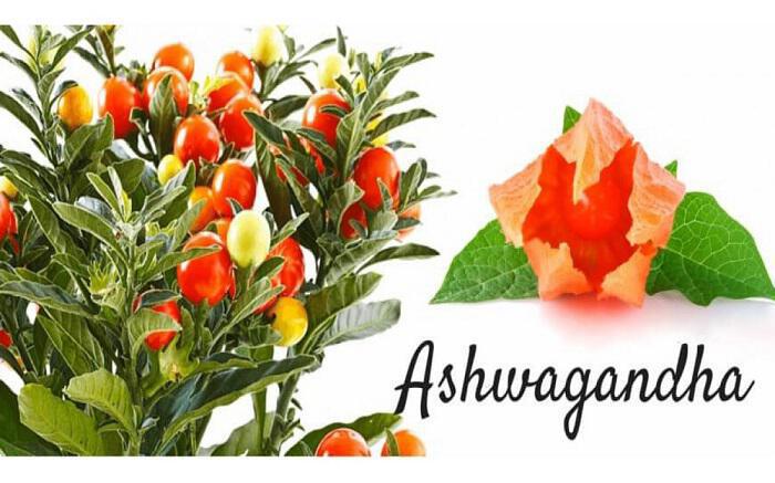 Ashwagandha: Ένα ακόμη προσαρμογόνο βότανο με πολλαπλά οφέλη