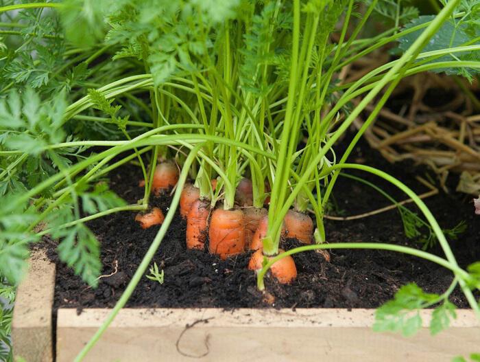 Καλλιεργώ τα πιο ευπαθή στα χημικά λαχανικά: Καρότα σε γλάστρα ...