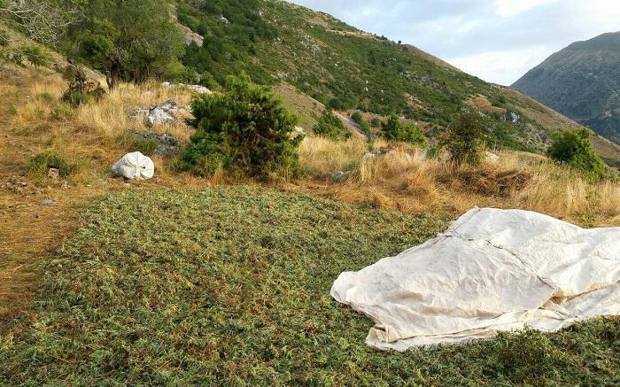ΠΡΟΣΟΧΉ: Δραματική μείωση των θεραπευτικών φυτών στα ελληνικά βουνά