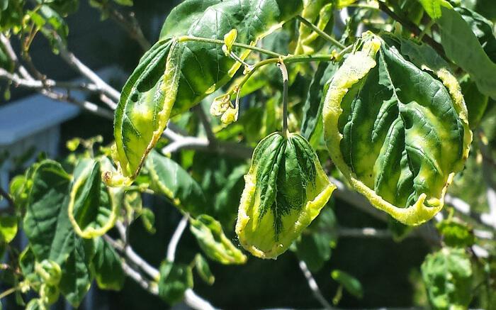 Monsanto-Ζιζανιοκτόνο dicamba: Σκοτώνει όλα τα φυτά εκτός των μεταλλαγμένων;
