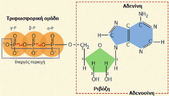 gnoriste-to-energeiako-maw-nomisma-trifosforiki-adenosini-atp-kai-q10