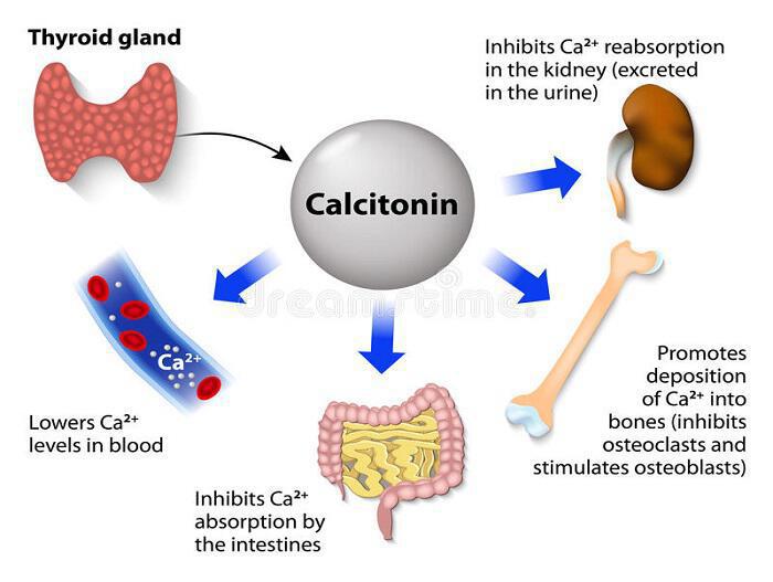 Καλσιτονίνη: Ρύθμιση επιπέδων ασβεστίου στο αίμα, αποφυγή παθολογικά υψηλών τιμών