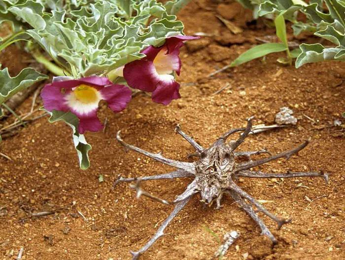 Αρπαγόφυτο: Ένα από τα πολυτιμότερα φαρμακευτικά φυτά στον κόσμο