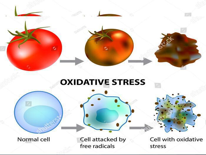 Οξειδωτικό Στρες-Αντιοξειδωτικά: Πώς η διατροφή προστατεύει DNA, κύτταρα και υγεία