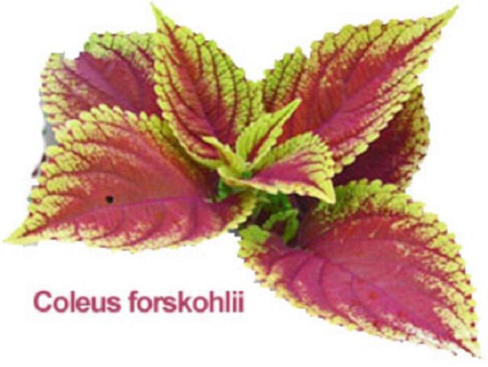 Τι θεραπεύει η φορσκολίνη, δραστική ουσία του φυτού Coleus Forskohlii